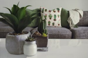 plantjes