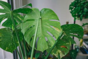 planten voorbereiden op verhuizing