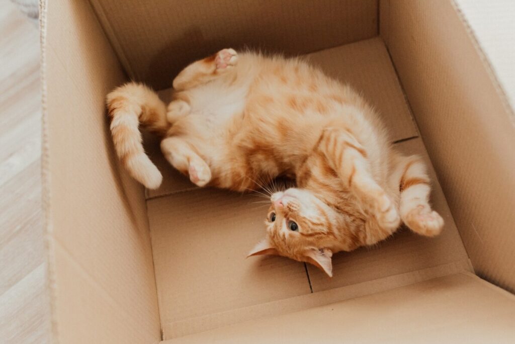 verhuizen met kat of hond kat in doos hoeks